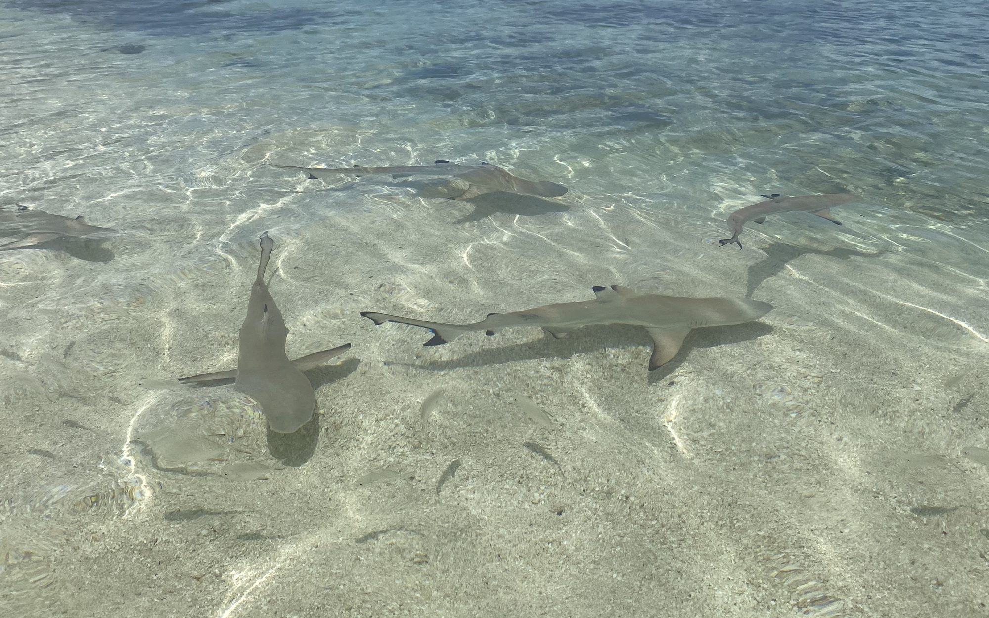 Tiburones de arrecife en el agua poco profunda de Fiyi