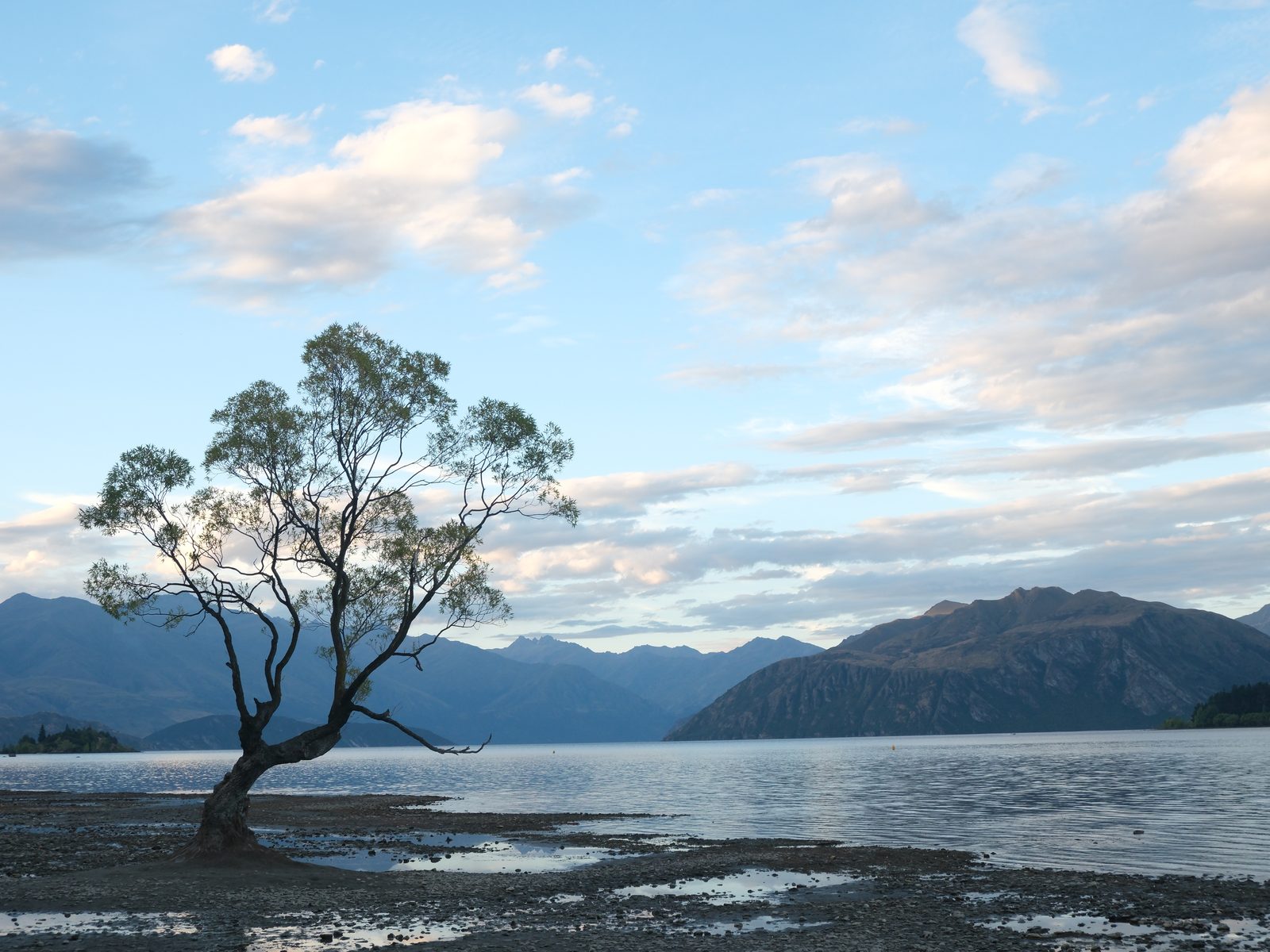 El árbol de Wanaka dentro del lago, con montañas al fondo