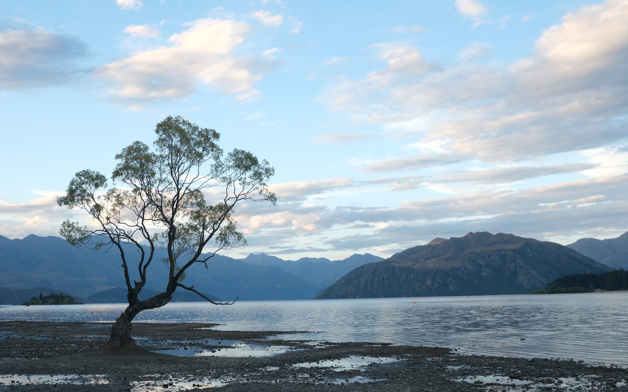 El árbol de Wanaka dentro del lago, con montañas al fondo