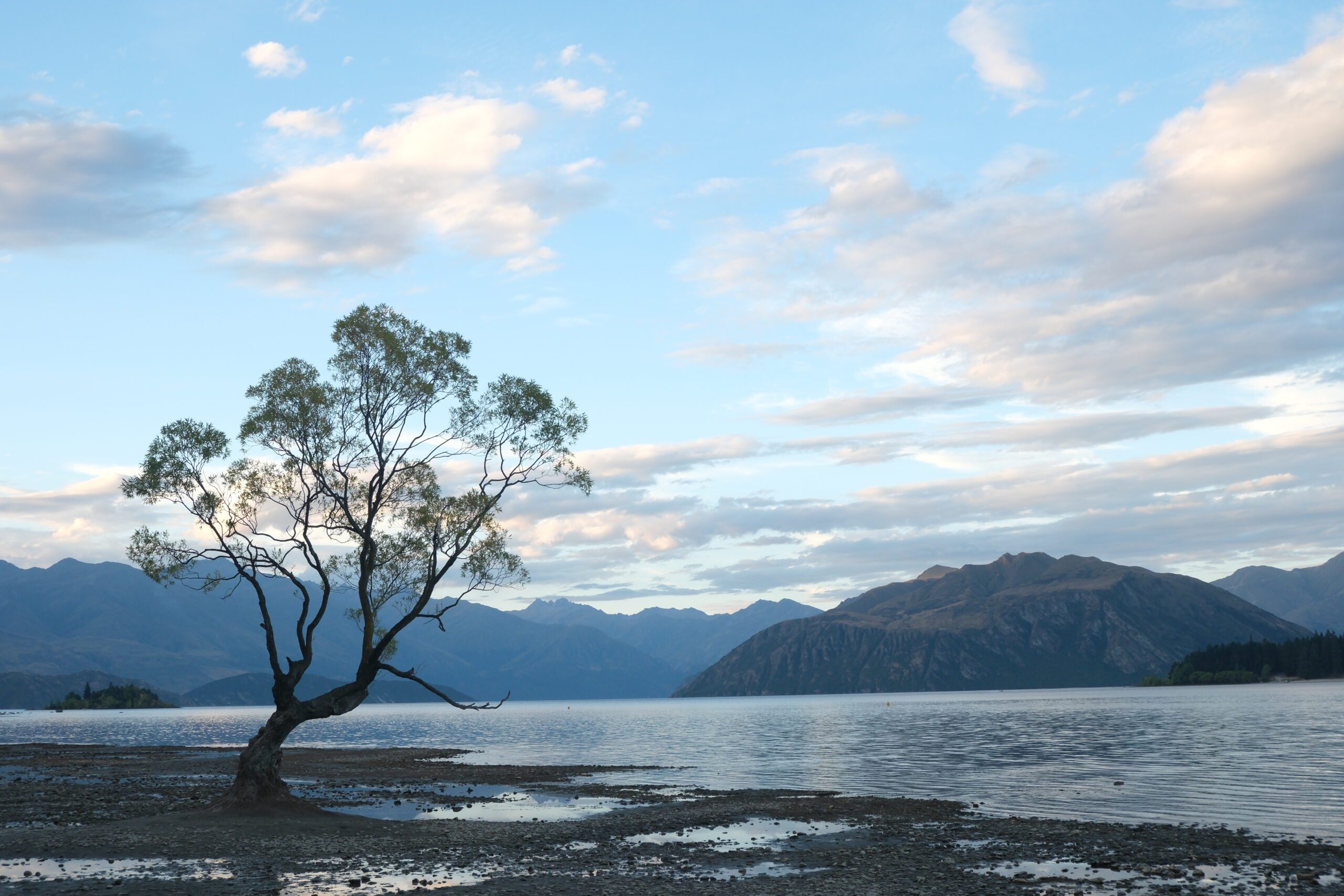 That Wanaka Tree, el sauce dentro del lago Wanaka